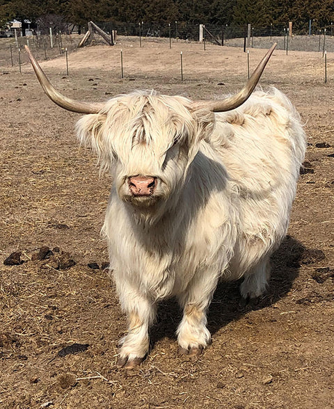 White Highland Coo Plush Toy